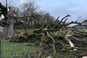 The Darnley Sycamore in the southside of Glasgow, which is linked to Mary Queen of Scots and an important local landmark, was badly damaged in Friday's storm.