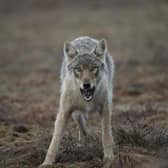 Fairytales about the big bag wolf may reflect humans' evolutionary past when our ancestors were conditioned to react to large carnivores instinctively (Picture: Olivier Morin)