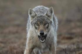 Fairytales about the big bag wolf may reflect humans' evolutionary past when our ancestors were conditioned to react to large carnivores instinctively (Picture: Olivier Morin)