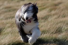 Most dogs can easily handle a bit of wind, but when the weather turns extreme sometimes it's wise just to stay indoors.
