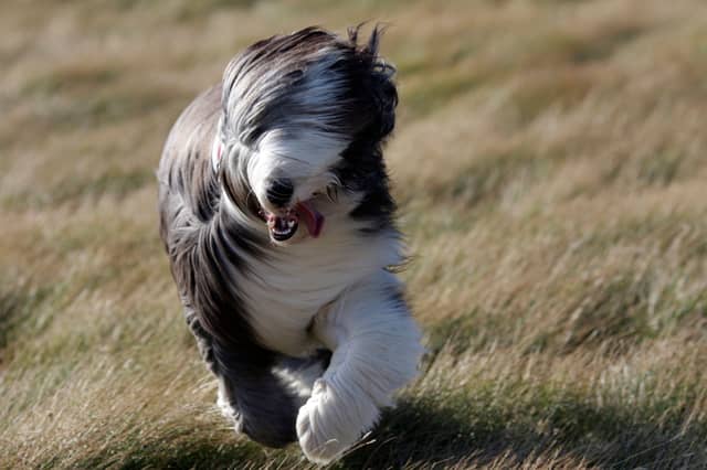 Most dogs can easily handle a bit of wind, but when the weather turns extreme sometimes it's wise just to stay indoors.