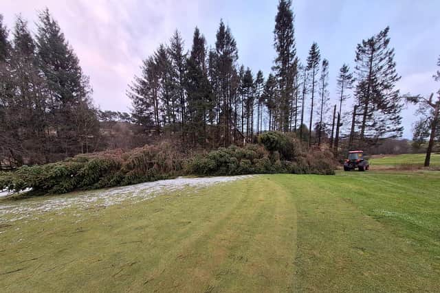 One of the huge trees that fell on Old Course Ranfurly in Bridge of Weir during Friday’s storm 