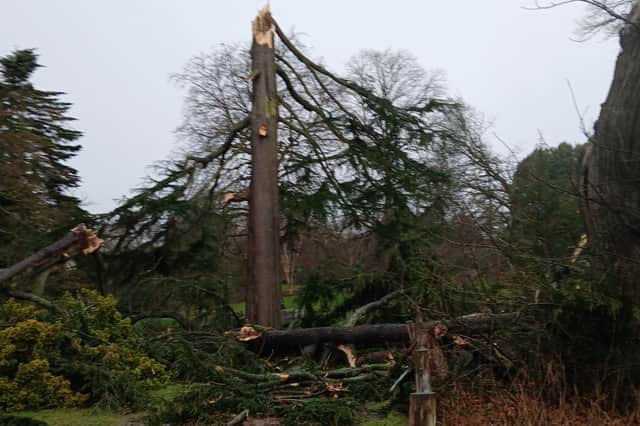 Royal Botanic Garden Edinburgh's tallest tree was planted in 1859