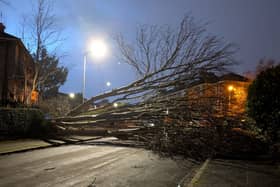 A tree blocks Glasgow's Burlington Avenue