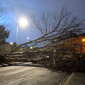 A tree blocks Glasgow's Burlington Avenue