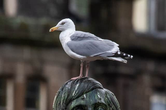 A seagull sits on the head of Robert Burns statue in Dundee