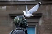A seagull sits on the head of Robert Burns statue in Dundee
