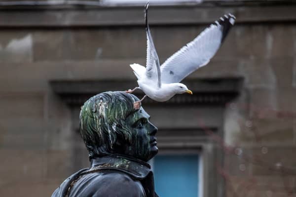 A seagull sits on the head of Robert Burns statue in Dundee