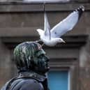 A seagull sits on the head of Robert Burns statue in Dundee