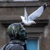 A seagull sits on the head of Robert Burns statue in Dundee