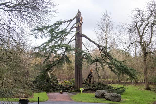 The Himalayan cedar destroyed in the storm.