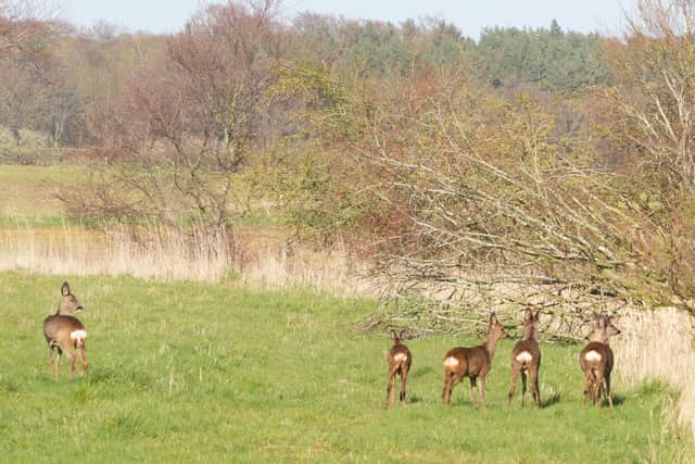 The Scottish Government has indicated it does not intend to make any changes to close seasons for culling female deer.