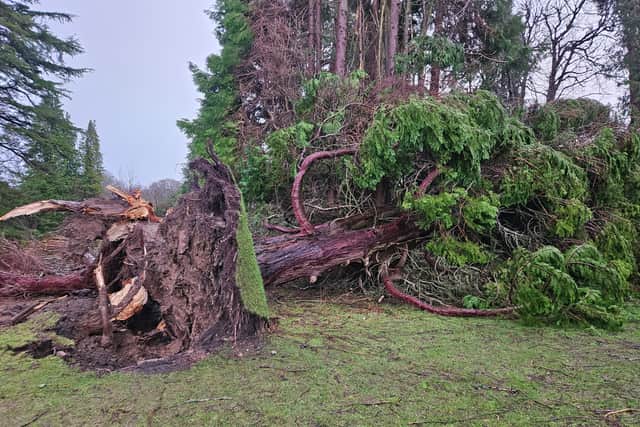 One of the trees felled at Holmwood, near Glasgow
