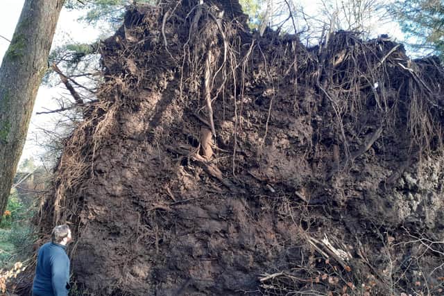 Damage sustained at Greenbank Garden, near Glasgow
