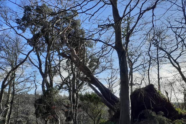 Trees have been felled across Culzean Country Park in South Ayrshire since storm Eowyn caused significant damage 