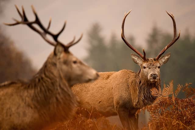 National Park bosses hope 'shared larder' will boost deer cull 