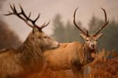 National Park bosses hope 'shared larder' will boost deer cull 