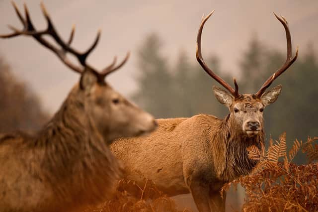 Deer will be culled on a Highland estate. Picture: Jeff J Mitchell