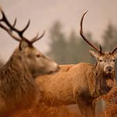 Proposed 'Deer Management Nature Restoration Orders' could see the government force landowners to carry out deer culls (Picture: Jeff J Mitchell)