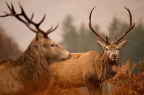 Proposed 'Deer Management Nature Restoration Orders' could see the government force landowners to carry out deer culls (Picture: Jeff J Mitchell)