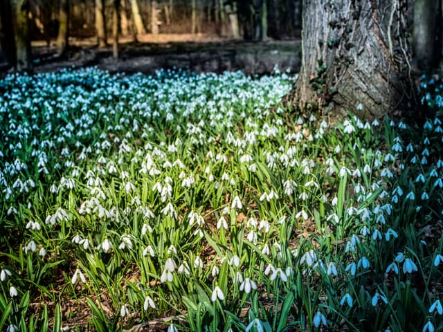 Snowdrops are a welcome sign that spring is on the way.