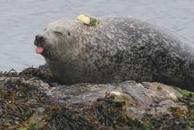 A tagged harbour seal sticking its tongue out 