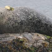 A tagged harbour seal sticking its tongue out 