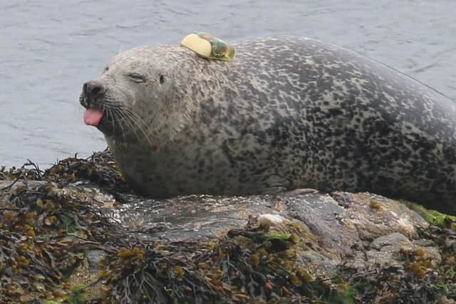 A tagged harbour seal sticking its tongue out