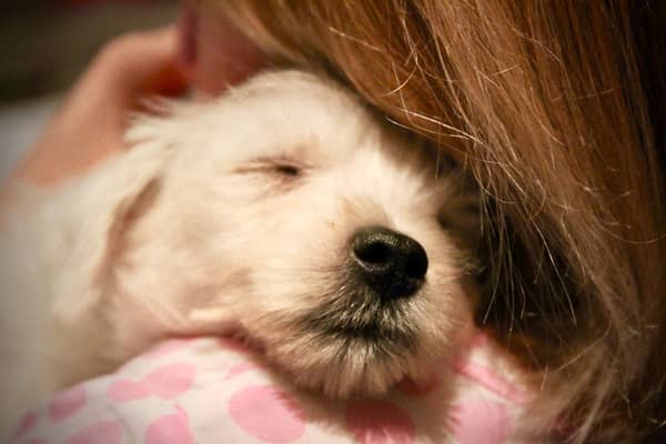 Some breeds of dog are simply born to snuggle.