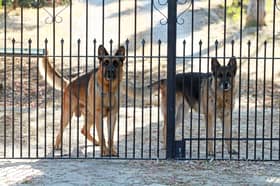 Some dogs are wonderful at protecting their homes and families from threats.
