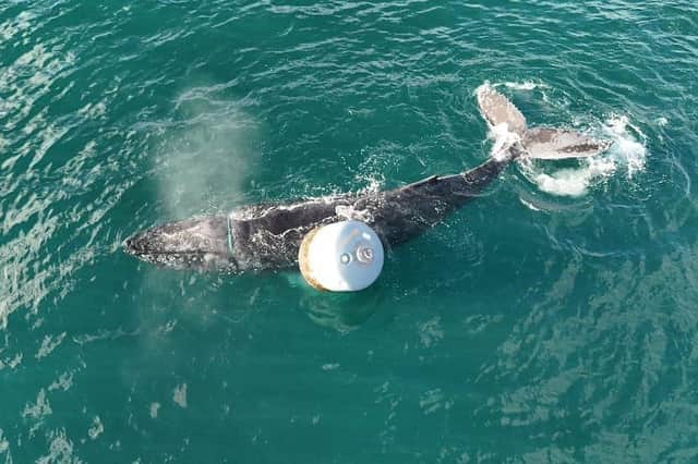 The whale entangled in rope off Skye before rescuers managed to free it