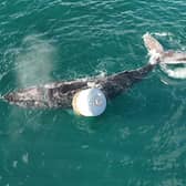 The whale entangled in rope off Skye before rescuers managed to free it
