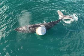 The whale entangled in rope off Skye before rescuers managed to free it