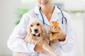 All pet owners will have to decided whether to spay or neuter their pet.