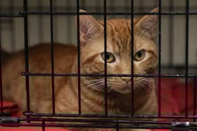 A report suggested cats could be banned from going outside.