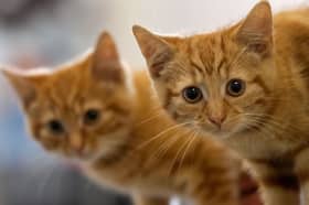 Cats can breathe a sigh of relief after John Swinney promised they would not face a ban in Scotland (Picture: Christopher Furlong)