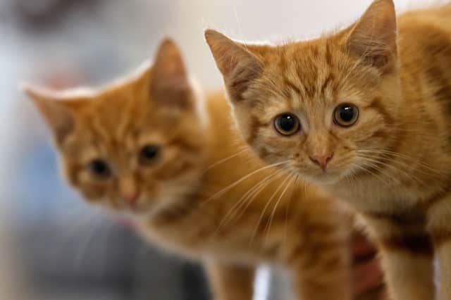 Cats can breathe a sigh of relief after John Swinney promised they would not face a ban in Scotland (Picture: Christopher Furlong)