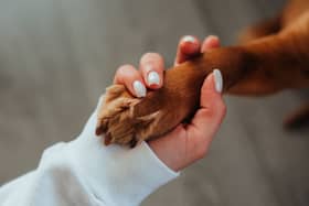 Some breeds of dog just have a way of making you feel better
