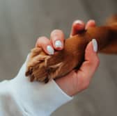 Some breeds of dog just have a way of making you feel better