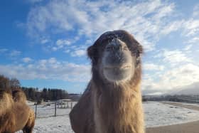 Caramel was very loved among staff and visitors at the park 