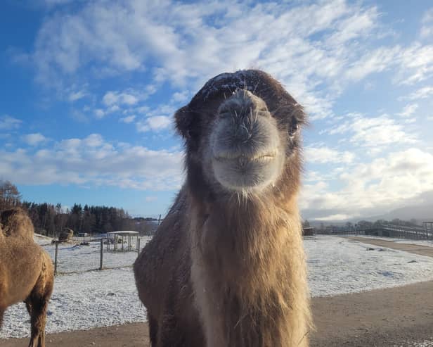 Caramel was very loved among staff and visitors at the park 