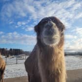 Caramel was very loved among staff and visitors at the park 