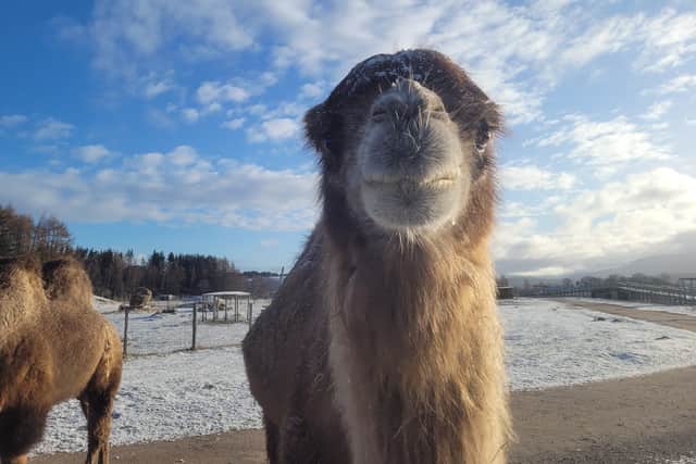 Caramel was very loved among staff and visitors at the park