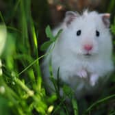 Hamster in the grass