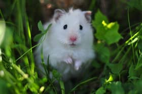 Hamster in the grass