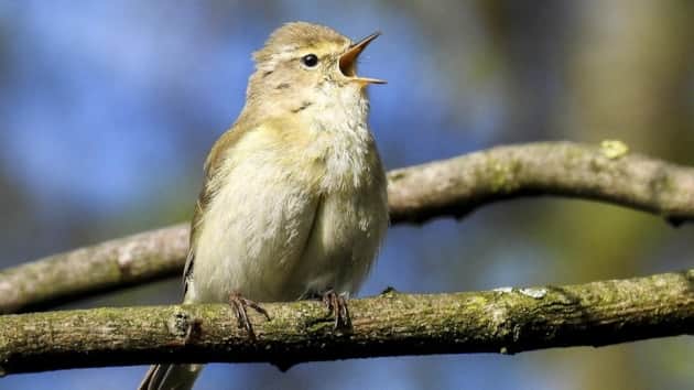 The chiffchaff population has soared.