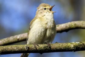 The chiffchaff population has soared.