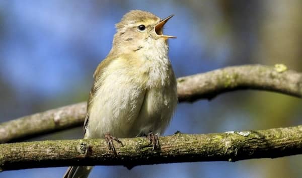 The chiffchaff population has soared.