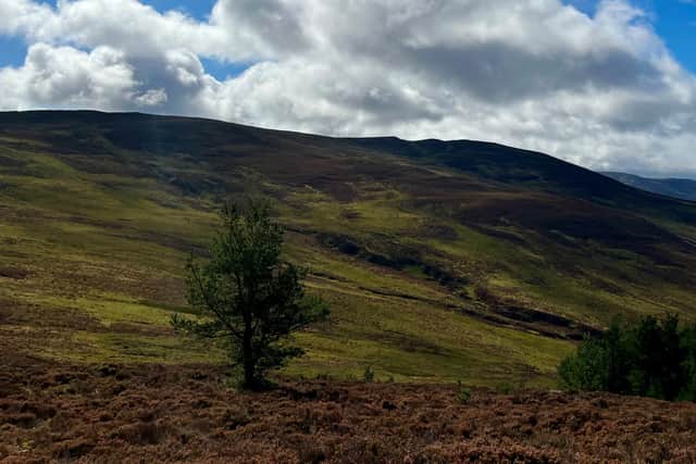 Natural tree colonisation may not always produce carbon capture benefits, study finds