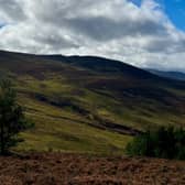 Natural tree colonisation may not always produce carbon capture benefits, study finds 